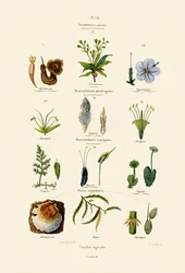 Vegetale Familien, 1833-39